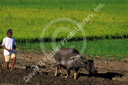 Rice farmer with water buffalo, Philippines.