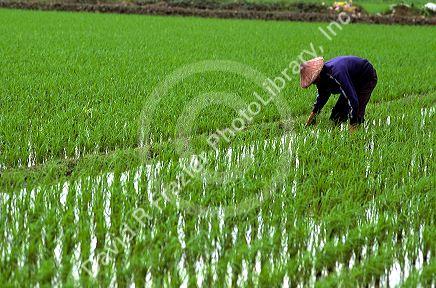 A farmer in a rice field, Taiwan.