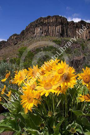 Mules ear wildflower in Idaho.