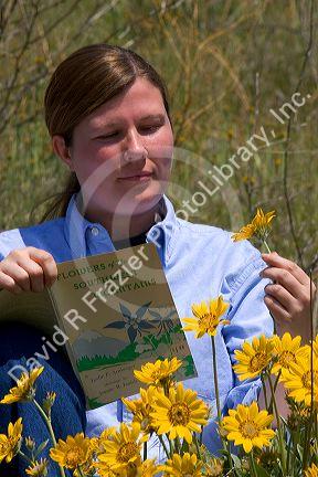 Woman examines yellow balsam root wildflower.