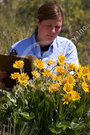Woman examines yellow balsam root wildflower.