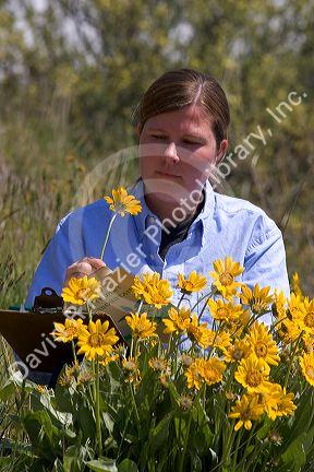 Woman examines yellow balsam root wildflower.