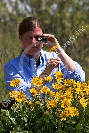 Woman examines yellow balsam root wildflower.
