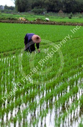 A farmer in a rice field, Taiwan.
