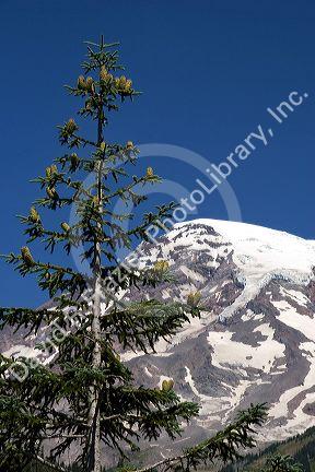 Pine cones hang from a Pacific Silver Fir tree, found only at high altitudes. Mt. Rainier National Park, Washington.