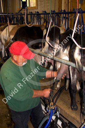Milking goats at goat dairy near Kelowna, British Columbia, Canada.