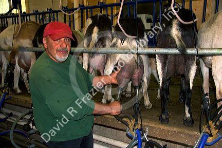 Milking goats at goat dairy near Kelowna, British Columbia, Canada.