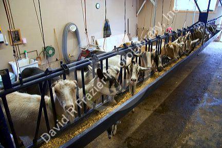 Milking goats at goat dairy near Kelowna, British Columbia, Canada.