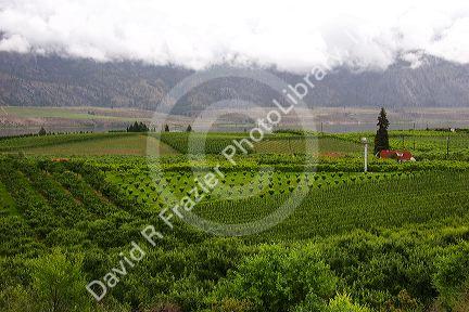 Orchards and low clouds in the Okanagan Valley south of Kelowna, British Columbia, Canada.