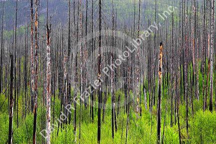 Okanagan National Forest 8 years after forest fire showing standing dead trees and new growth in British Columbia, Canada.