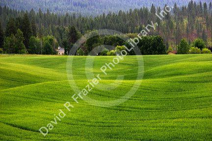 Unripe wheat field near Colville, Washington.