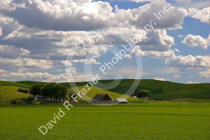 Eastern washington wheat farm with rolling hills and clouds.
