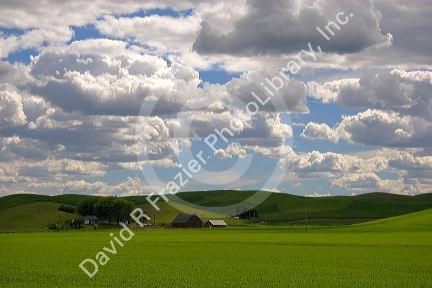 Eastern washington wheat farm with rolling hills and clouds.