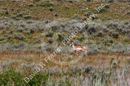 Antelope running in Wyoming.