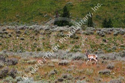 Pronghorn antelope in Teton national park, Wyoming.