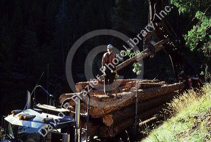 Harvesting timber near Horseshoe Bend, Idaho.