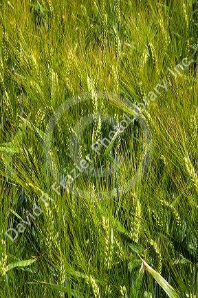 Barley field near Idaho Falls, Idaho.