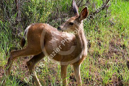 Yearling mule deer in Idaho.