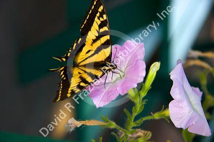 A swallowtail butterfly drinking nectar from a petunia flower.