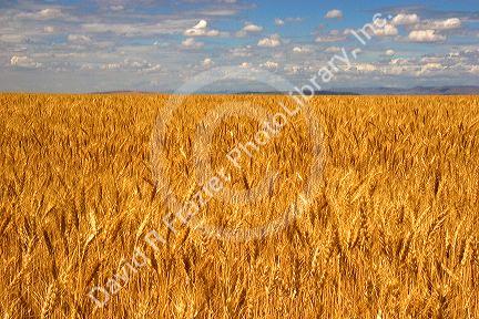 Wheat field in Elmore County, Idaho.