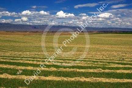 Harvested hay drying in Elmore County, Idaho.