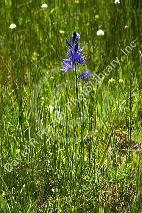 Camas lilies near Cascade, Idaho.