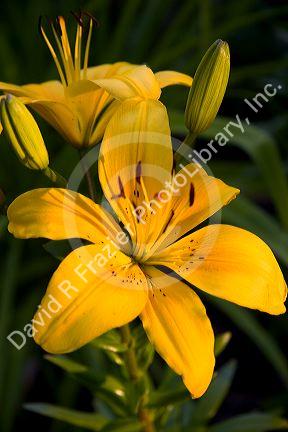 A yellow lily in bloom.