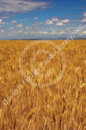 Wheat field in Elmore County, Idaho.