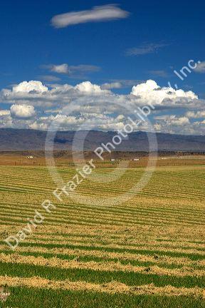 Harvested hay drying in Elmore County, Idaho.