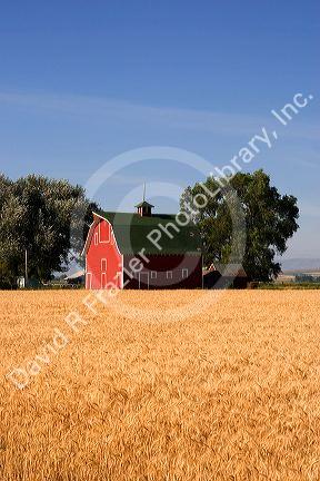 A farm near Burley, Idaho with wheat field and red barn.