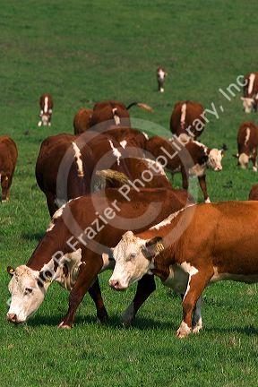 Hereford cattle graze in a green pasture at Mt. Pleasant, Iowa.