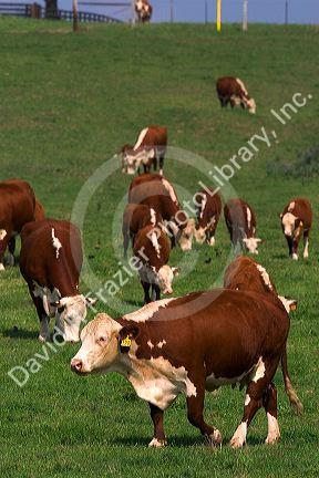 Hereford cattle graze in a green pasture at Mt. Pleasant, Iowa.