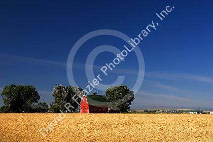 A farm near Burley, Idaho with wheat field and red barn.