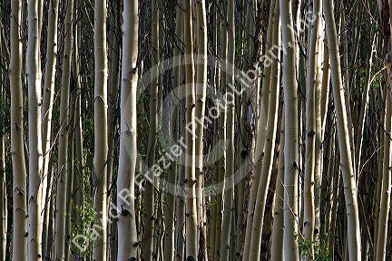 A grove of aspen trees in the Flaming Gorge National Recreation Area, Utah.
