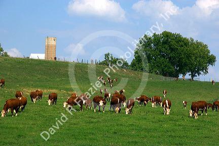 Hereford cattle graze in a green pasture at Mt. Pleasant, Iowa.