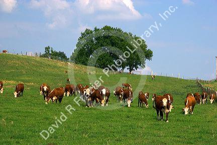 Hereford cattle graze in a green pasture at Mt. Pleasant, Iowa.