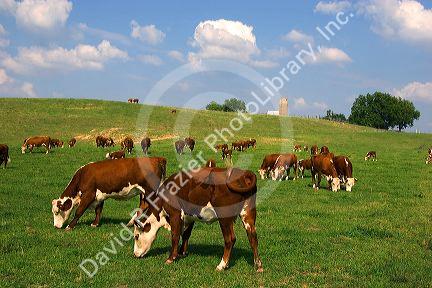 Hereford cattle graze in a green pasture at Mt. Pleasant, Iowa.