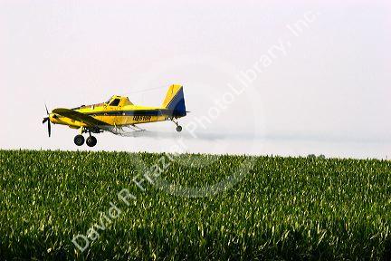 A crop duster spraying a corn field with insecticide west of Danville, Iowa.