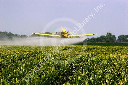 A crop duster spraying a corn field with insecticide west of Danville, Iowa.