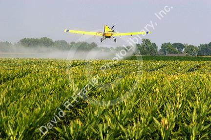 A crop duster spraying a corn field with insecticide west of Danville, Iowa.