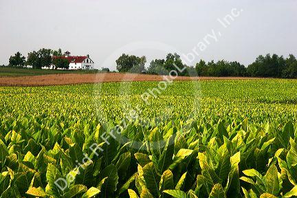 Tobacco farm near Lexington, Kentucky.