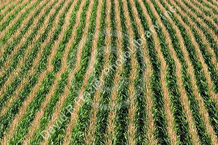 Rows of corn in Iowa.