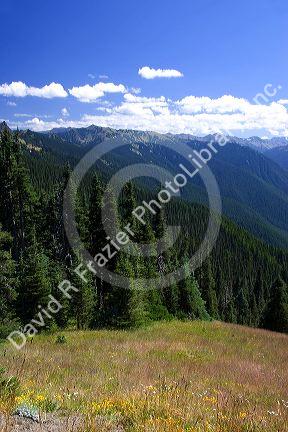 View of Olympic National Park from Hurricane Ridge.