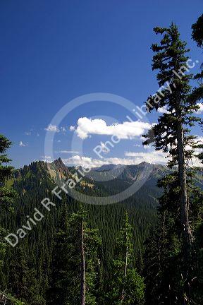 View of Olympic National Park from Hurricane Ridge.  Elk Mountain in distance.