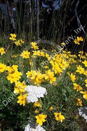 Wildflowers in Olympic National Park.