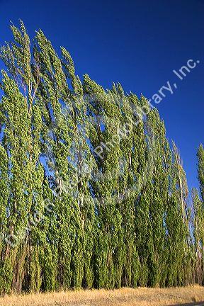 Lombardi Poplar trees blowing in the wind.
