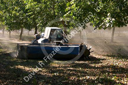 A windrow machine sweeps fallen walnuts into rows at harvest time in Glenn, California.