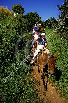 Mule ride to the Kalaupapa peninsula on Molokai, Hawaii.