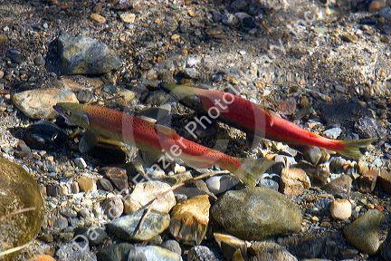 Spawning Kokanee salmon swim in a stream near Lake Tahoe in the Sierra Nevada Mountains, California. Kokanee salmon are a landlocked species of the Sockeye salmon.  The gravel nests on the stream bed are called redds.
