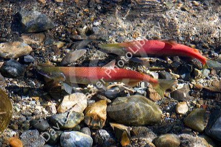 Spawning Kokanee salmon swim in a stream near Lake Tahoe in the Sierra Nevada Mountains, California. Kokanee salmon are a landlocked species of the Sockeye salmon.  The gravel nests on the stream bed are called redds.